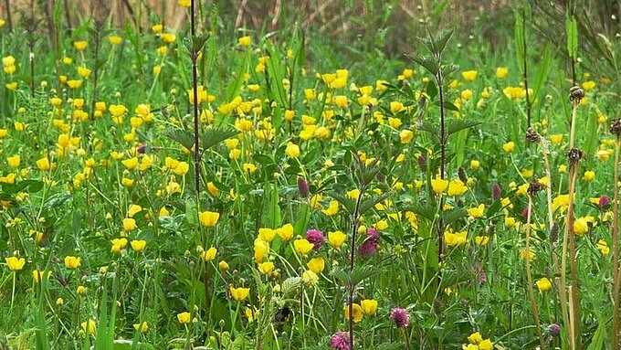 Champs de fleurs