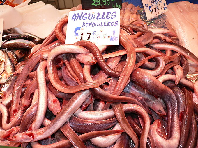 Anguilles