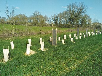 Plantation dans une zone humide